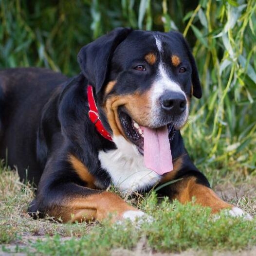 Big swiss mountain store dog